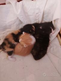 gatti
