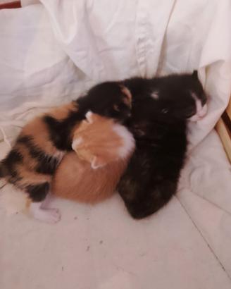 gatti