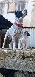 Cane metticcio