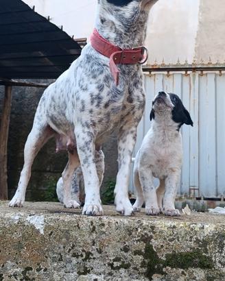 Cane metticcio