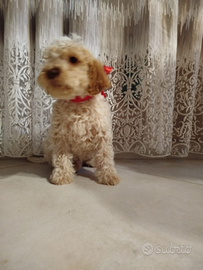 Cucciolo lagotto romagnolo