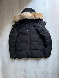 Canada goose