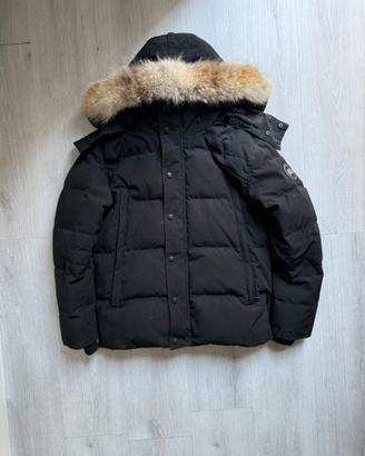Canada goose
