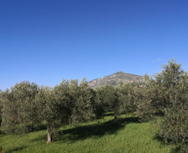 Terreno dove è possibile edificare con uliveto