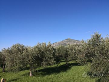 Terreno dove è possibile edificare con uliveto