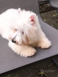 West White hinghland terrier