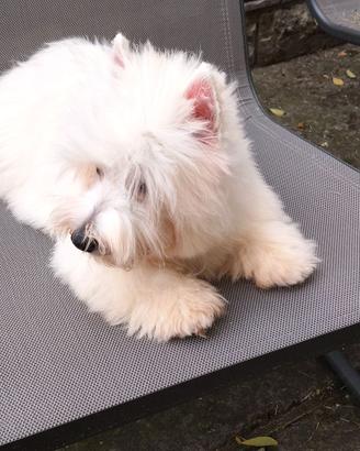 West White hinghland terrier