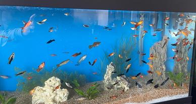 Pesci portaspada e molly