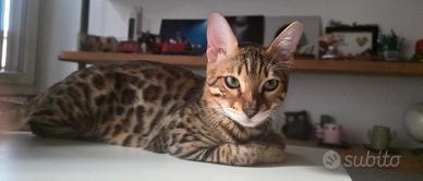 Gatto bengala