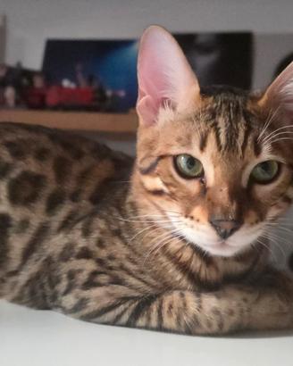 Gatto bengala