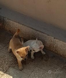 cucciolo chihuahua pelo corto 