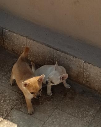 cucciolo chihuahua pelo corto 