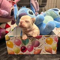 Bulldog francese