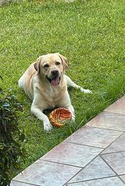 Il Labrador chiama la Labrador