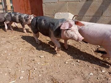 Maialini suini maiali ? duroc pietrein
