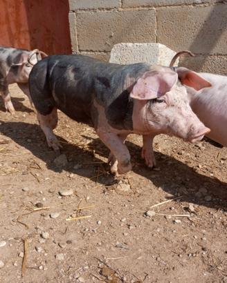 Maialini suini maiali ? duroc pietrein
