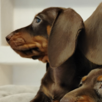 Cuccioli di bassotto cioccolato