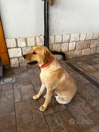 Labrador