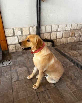 Labrador