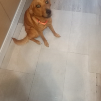 Do in adozione cane di 11 mesi