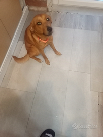 Do in adozione cane di 11 mesi