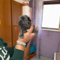 Cuccioli di bulldog francese