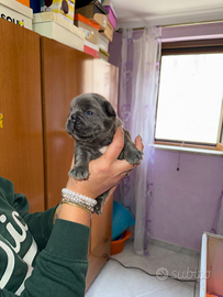 Cuccioli di bulldog francese