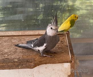 Calopsite giovane maschio