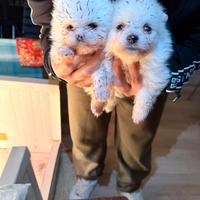 Spriz Pomerania mini toy