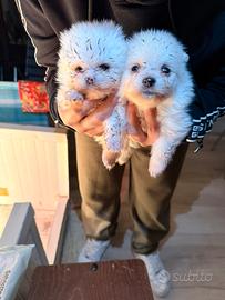 Spriz Pomerania mini toy