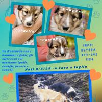 Cuccioli Lassie ~ Pastore Scosseze