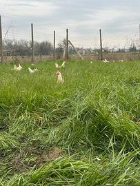 Galline livornesi