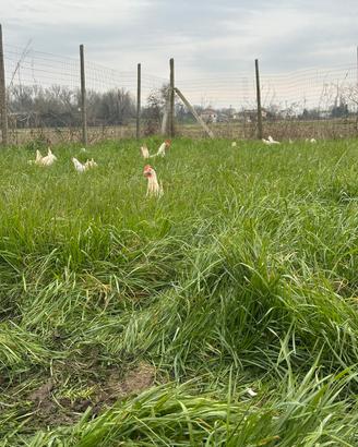 Galline livornesi