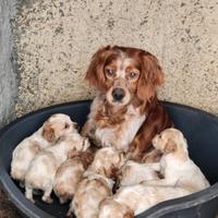 Epagneul Breton cuccioli disponibili