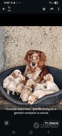 Epagneul Breton cuccioli disponibili