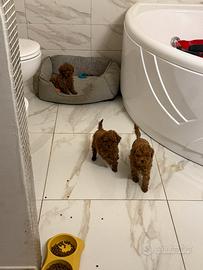 Barboncini red mini toy