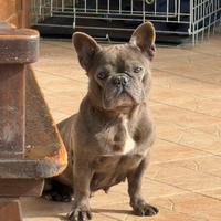 Femmina bulldog francese