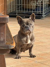 Femmina bulldog francese
