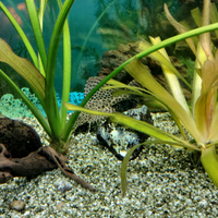 Pleco leopardato