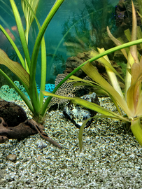 Pleco leopardato