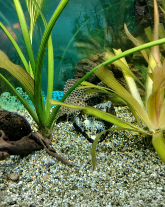 Pleco leopardato