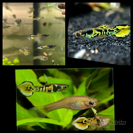 Endler Yellow Tiger pesci acqua dolce
