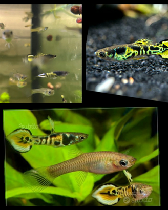 Endler Yellow Tiger pesci acqua dolce