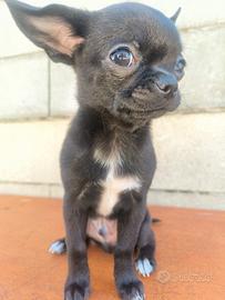 Cucciolo di chihuahua dolcissimo