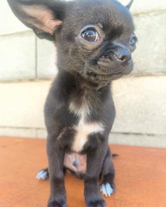 Cucciolo di chihuahua dolcissimo