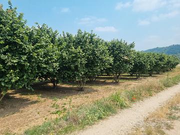 terreno con impianto di nocciole 