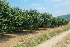 terreno con impianto di nocciole 