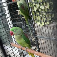 Coppia di grande alessandrino