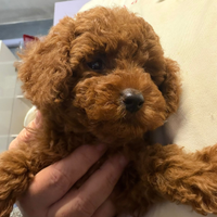 Barboncina mini Red braun