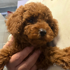 Barboncina mini Red braun